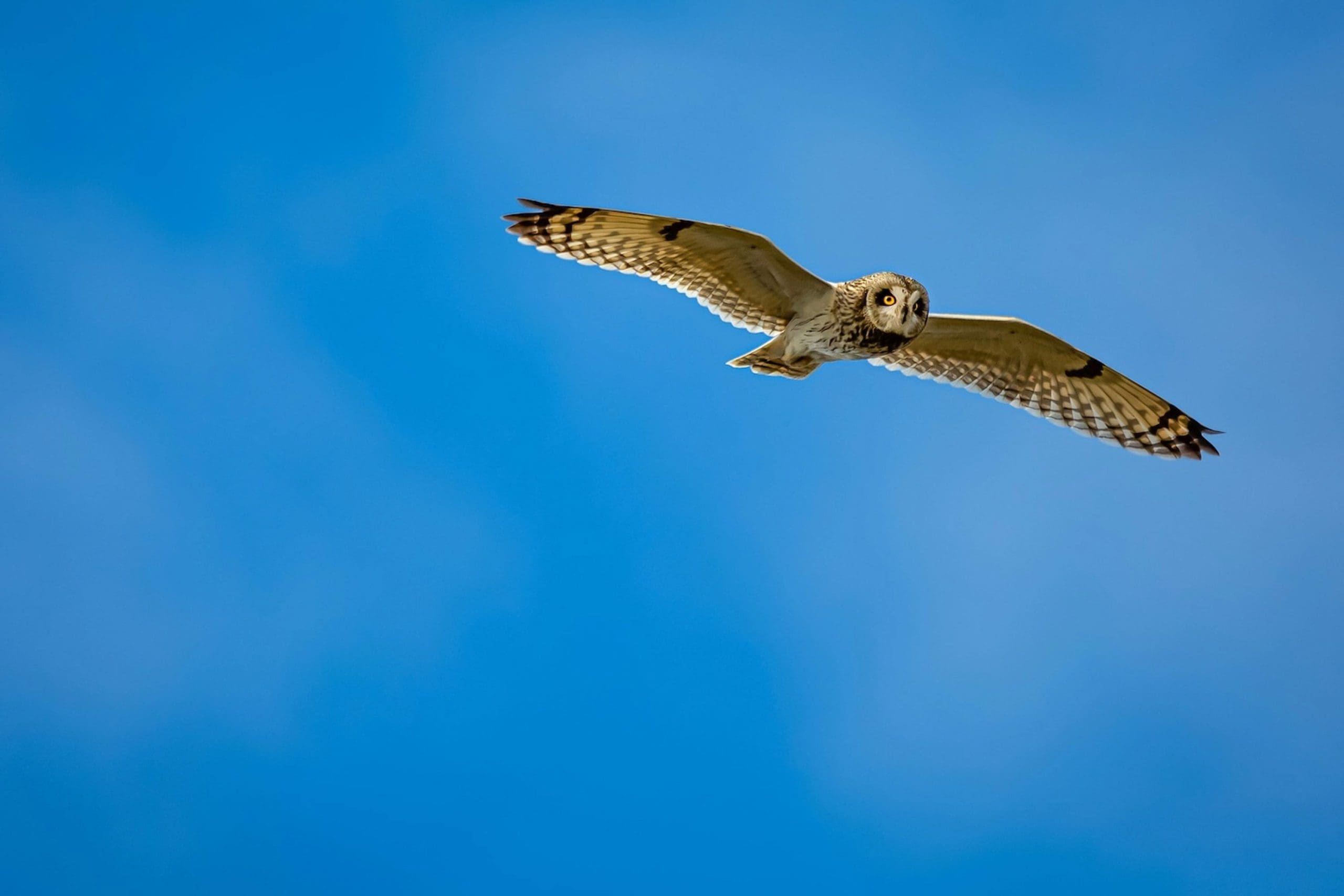 Owl in mid-flight against a clear blue sky, wings spread wide and eyes focused ahead.