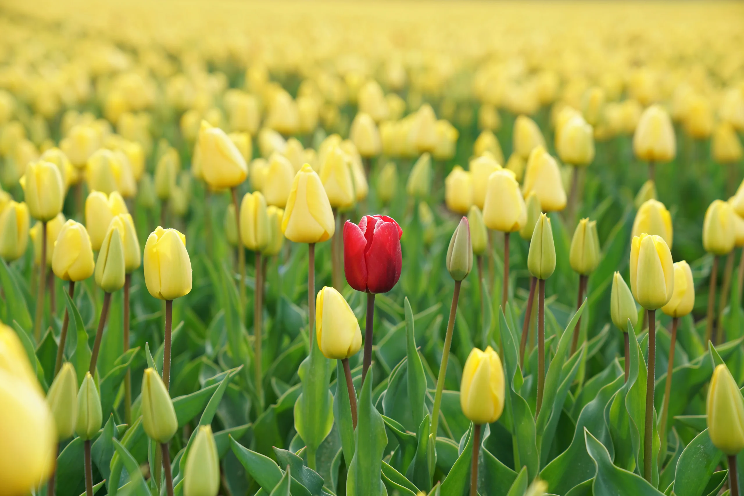 A single red tulip stands in the middle of a large field of pale yellow tulips, its vibrant color contrasting sharply with the surrounding flowers. The image is focused on the red bloom and nearby tulips, while the background fades into a soft blur, creating a sense of depth and emphasizing the lone flower's uniqueness.