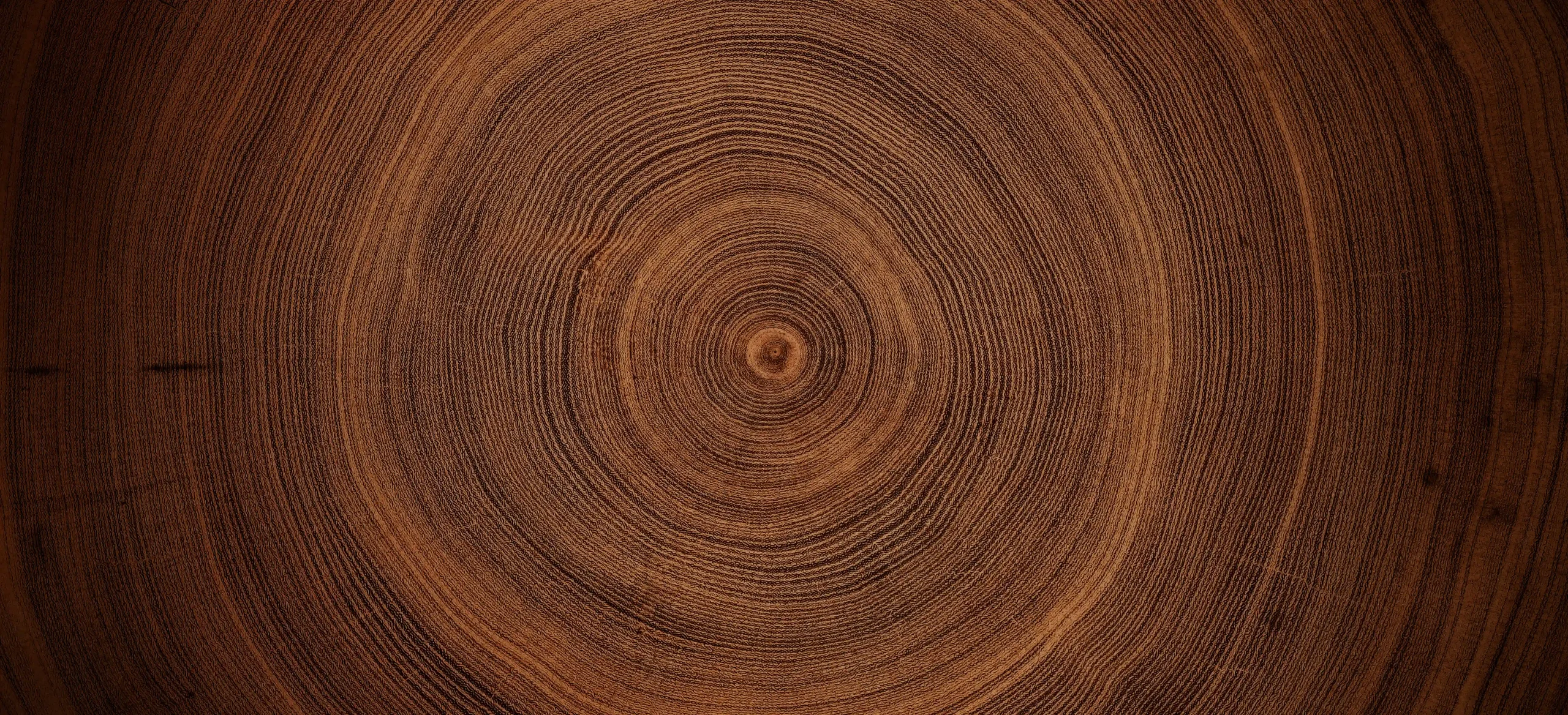 Close-up cross-section of a tree trunk showing concentric growth rings and rich brown wood grain.